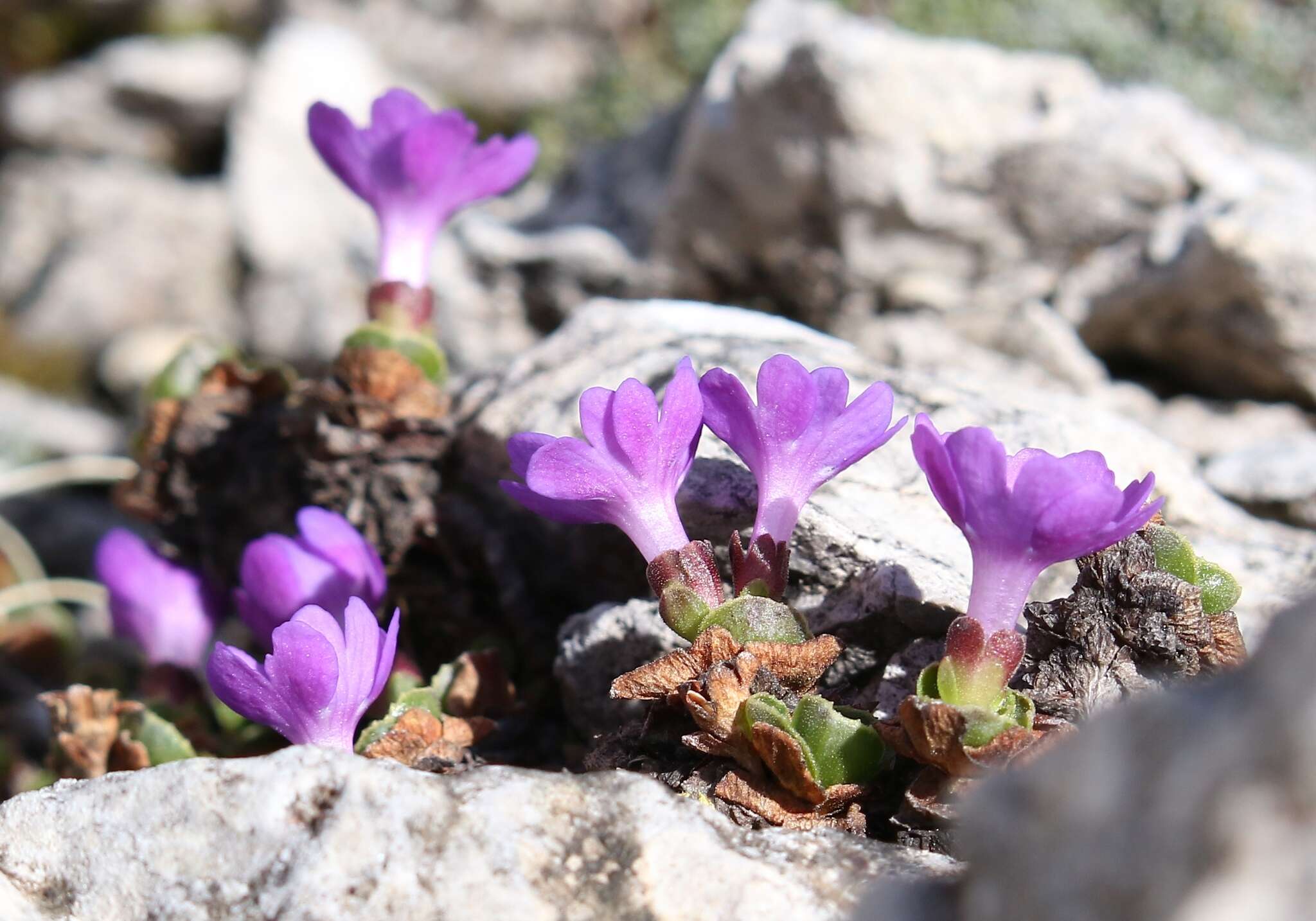 Image of Primula tyrolensis H. W. Schott