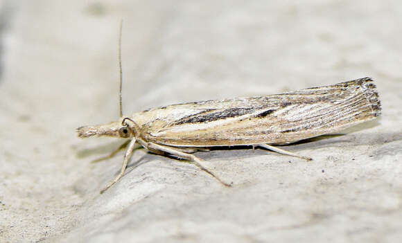 Image of Woolly Grass-veneer Moth