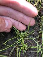 Image of Welsh mudwort