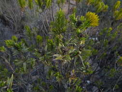 Image of Pteronia fasciculata L. fil.