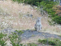 Image of South American cougar