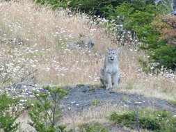 Imagem de Puma concolor concolor (Linnaeus 1771)