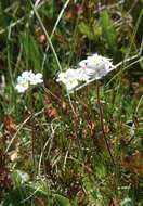 Image of Sweet-Flower Rock-Jasmine