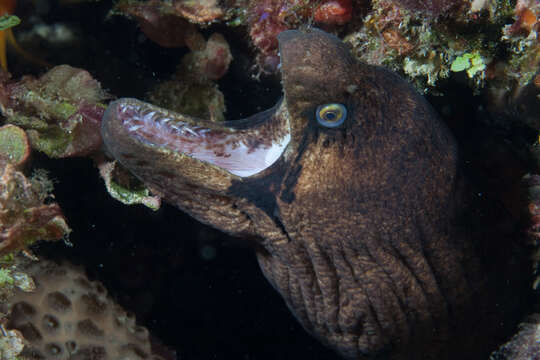 Image of Black cheek moray