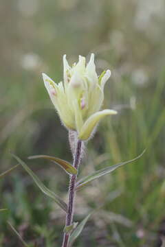 Image of Port Clarence Indian paintbrush