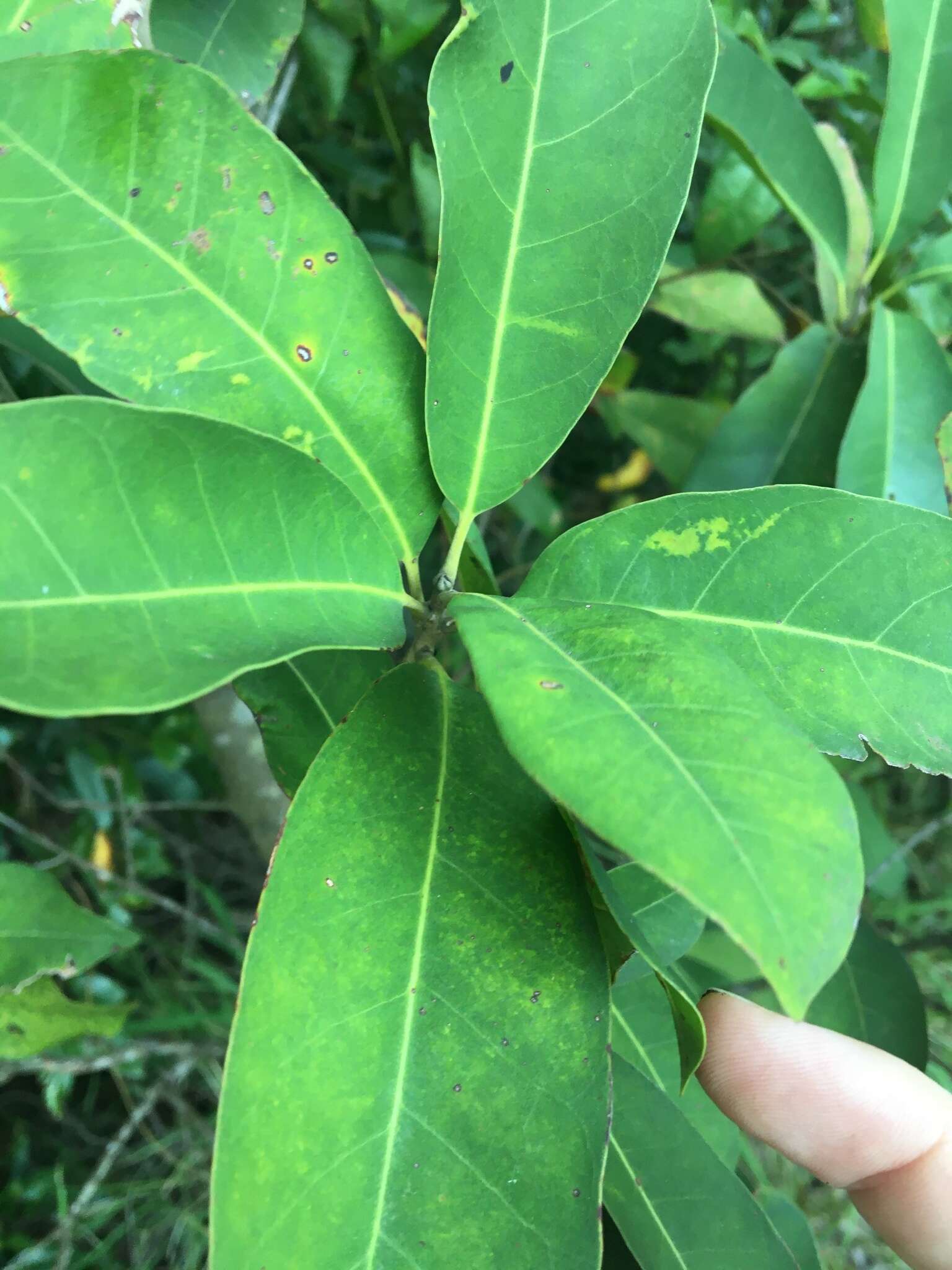 Image of Pleioluma queenslandica (P. Royen) Swenson