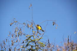 Image of Tropical Parula