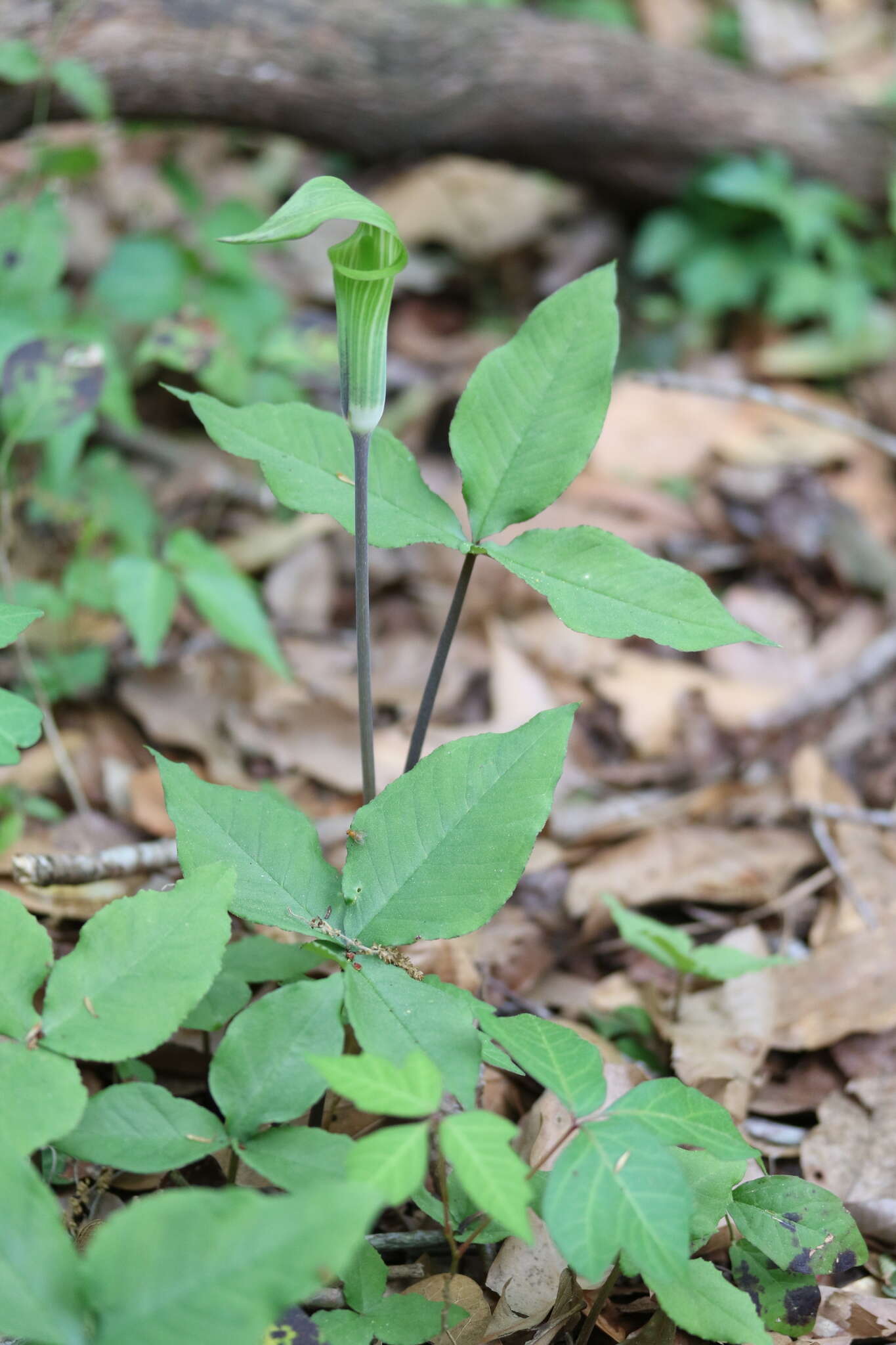 Слика од Arisaema triphyllum (L.) Schott