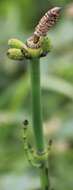 Image of smooth horsetail