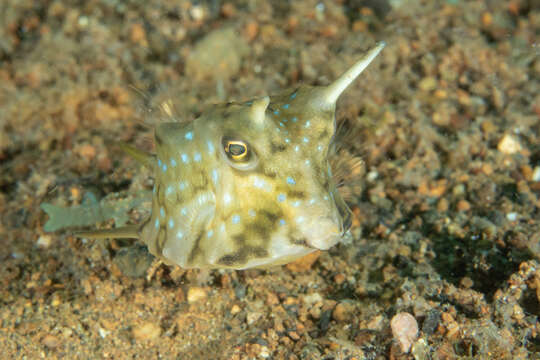 Image of Longhorn cowfish