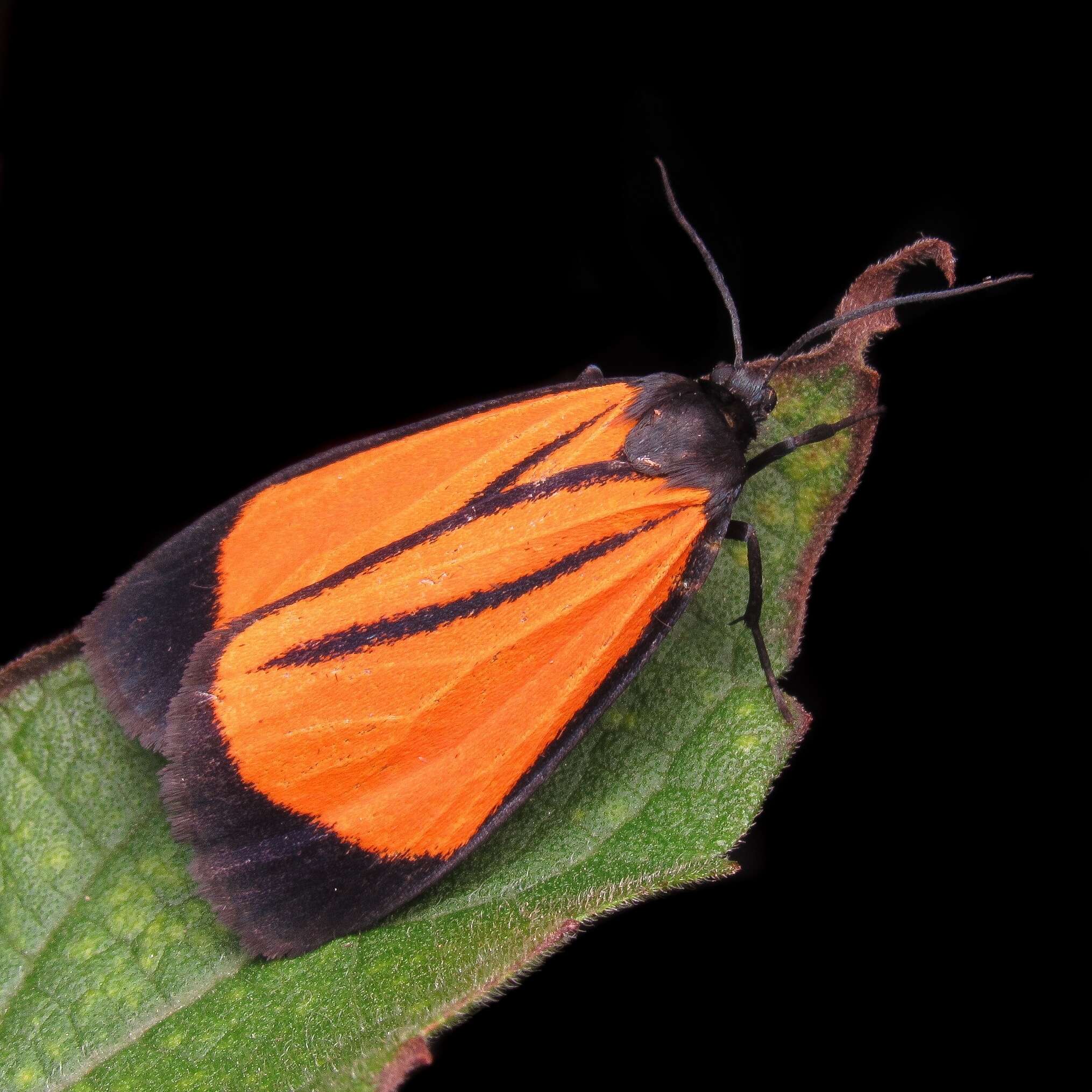 Image of Paratype univitta Hampson 1900