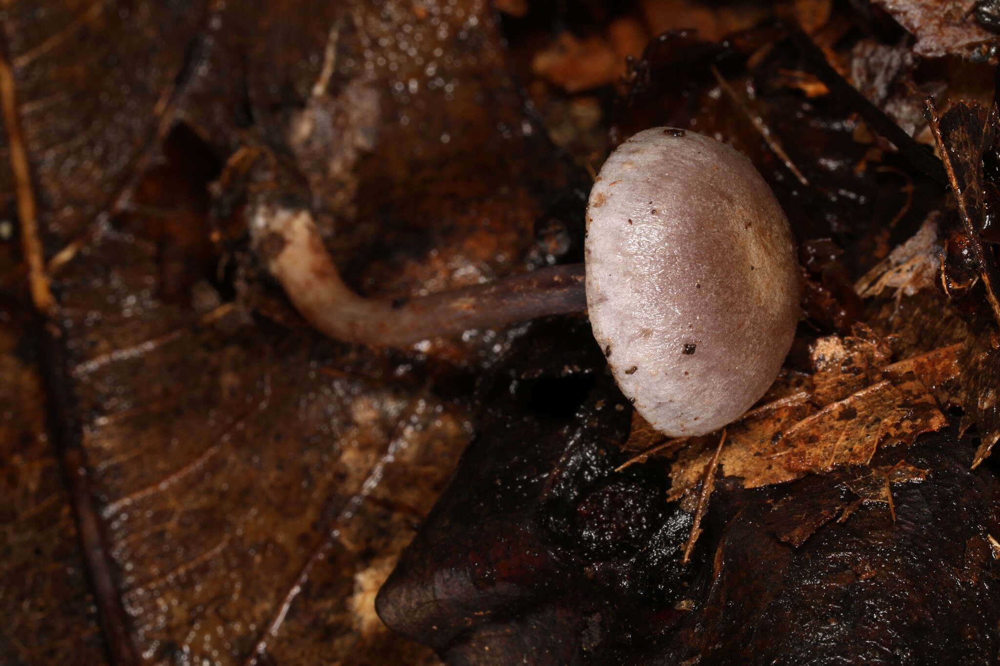 Image of Cortinarius perviolaceus Murrill 1946