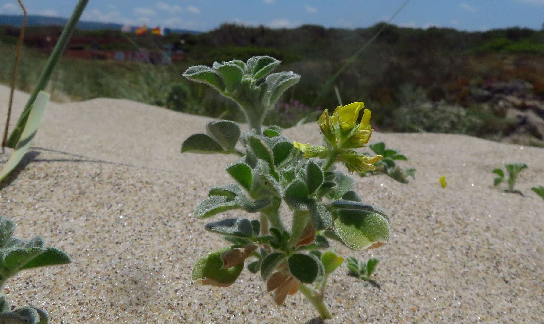 Plancia ëd Medicago marina L.