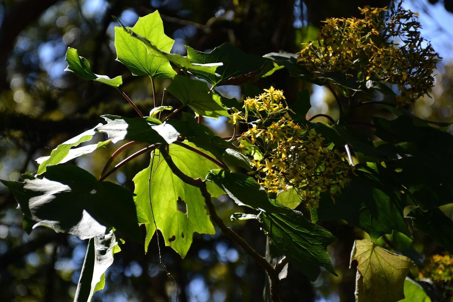 Image of Roldana cristobalensis (Greenm.) H. Rob. & Brettell