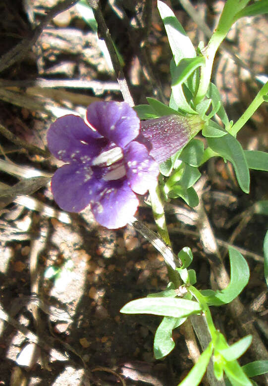 Imagem de Peliostomum leucorrhizum E. Mey. ex Benth.