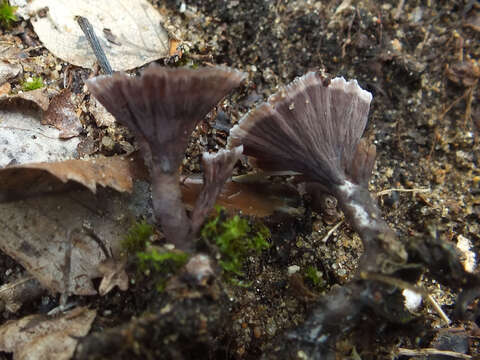 Thelephora caryophyllea (Schaeff.) Pers. 1801 resmi