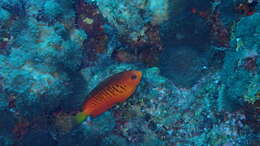 Image of Mango Angelfish