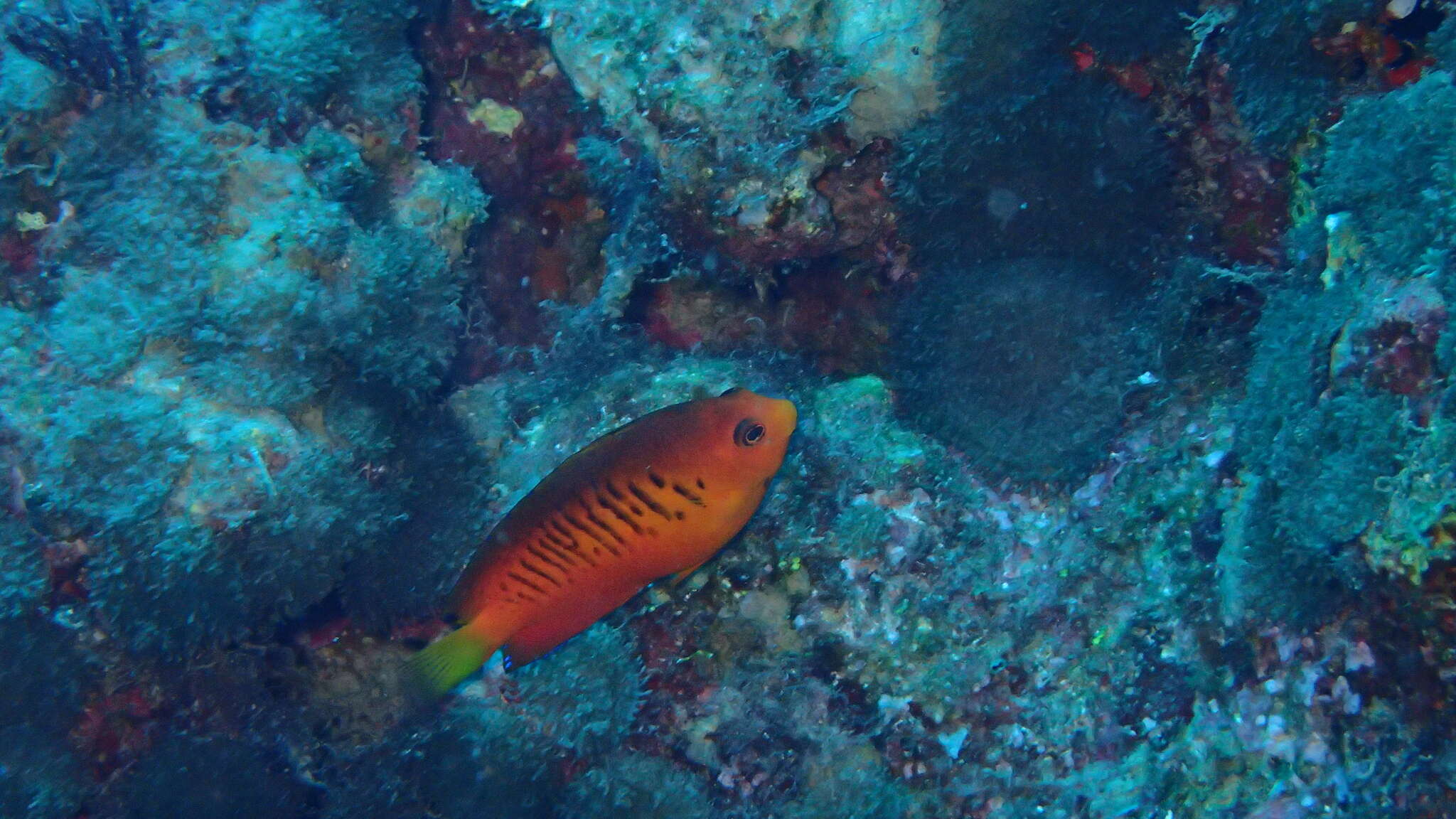 Image of Mango Angelfish