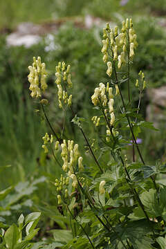 Image of wolfsbane