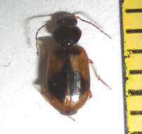 Слика од Amblystomus amabilis (Boheman 1848)