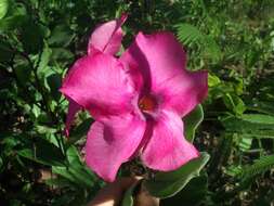 Image of Mandevilla illustris (Vell.) R. E. Woodson