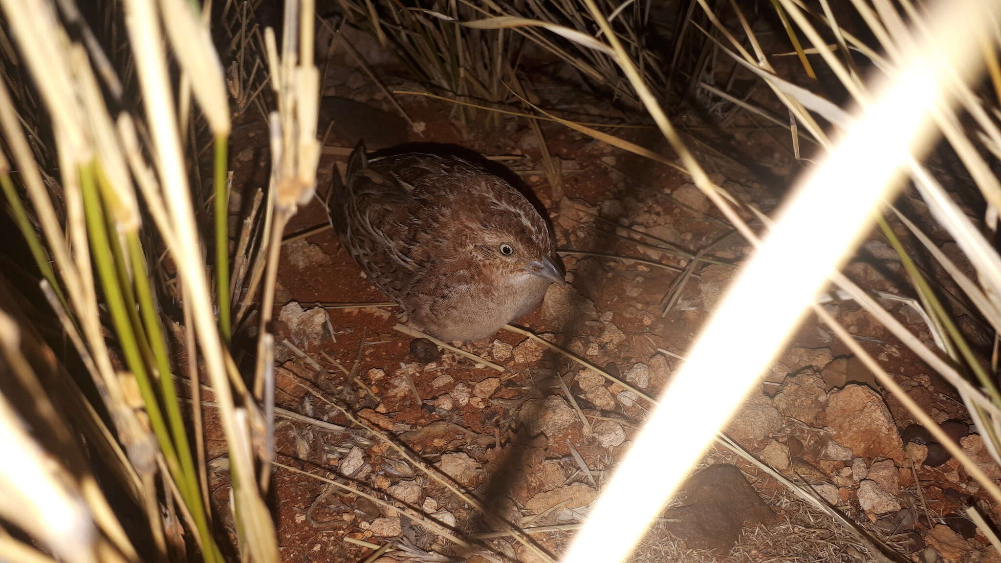 Image of Little Button-quail