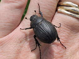 Image of Phyllophaga (Phyllophaga) cribrosa (Le Conte 1853)