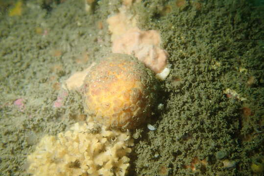 Image of orange rough ball horny sponge