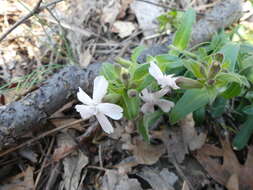 Silene caroliniana subsp. pensylvanica (Michx.) R. T. Clausen resmi