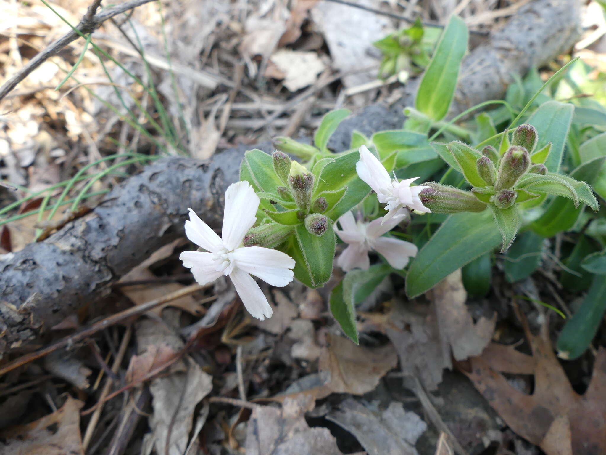 Image de Silene caroliniana subsp. pensylvanica (Michx.) R. T. Clausen