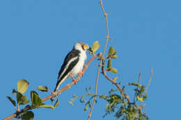 Image of White Helmet Shrike