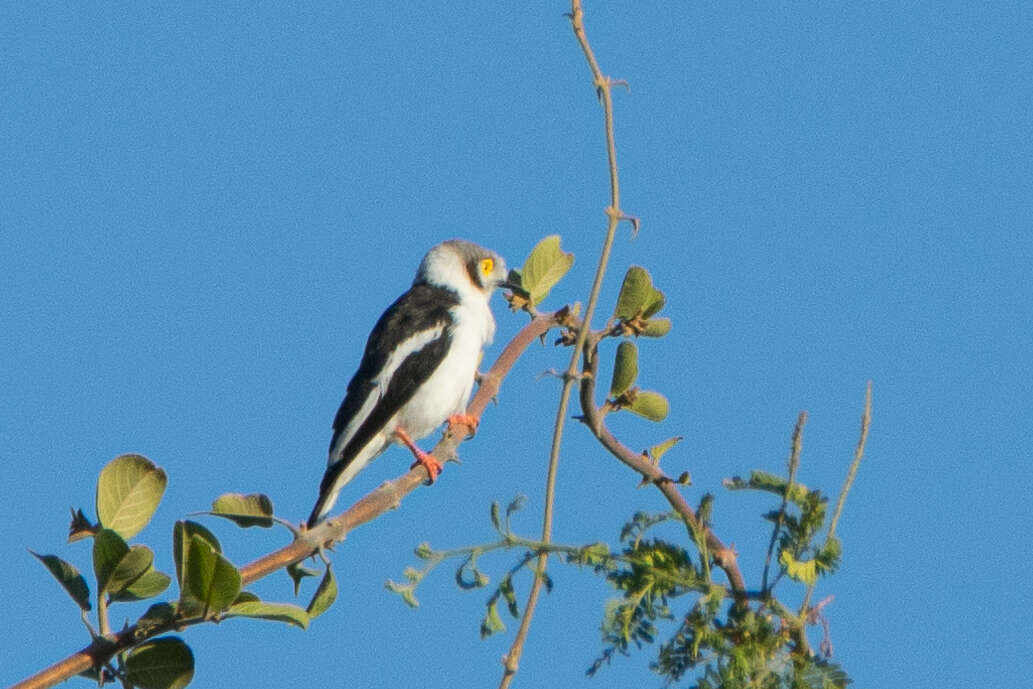 Image of White Helmet Shrike