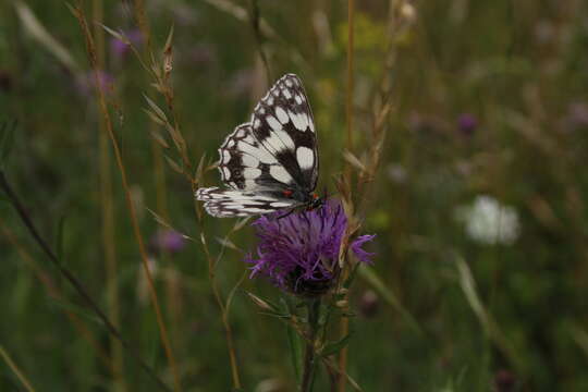 Image of marbled white