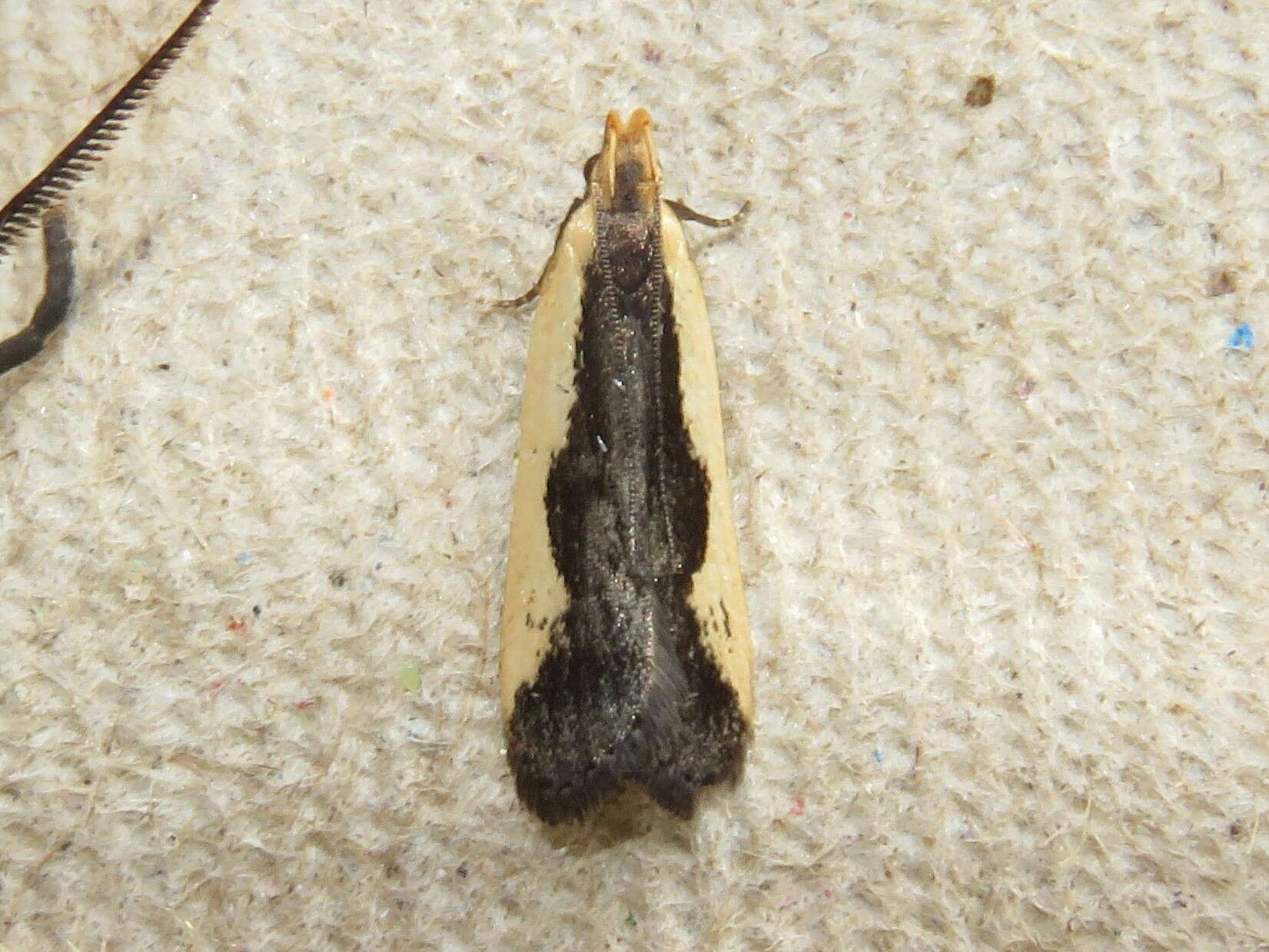 Image of Indented Dichomeris Moth