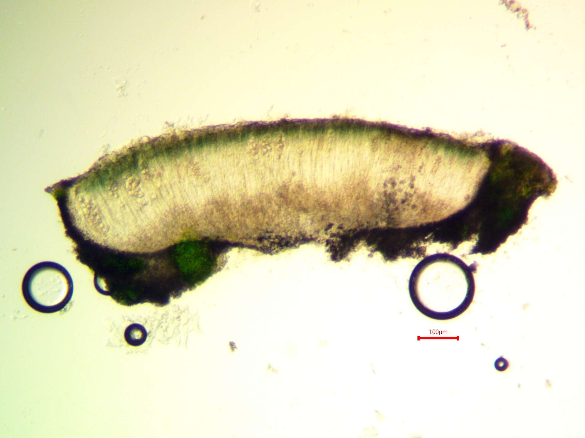 Image of aquatic aspicilia