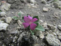 Image of Stenandrium verticillatum T. S. Brandeg.