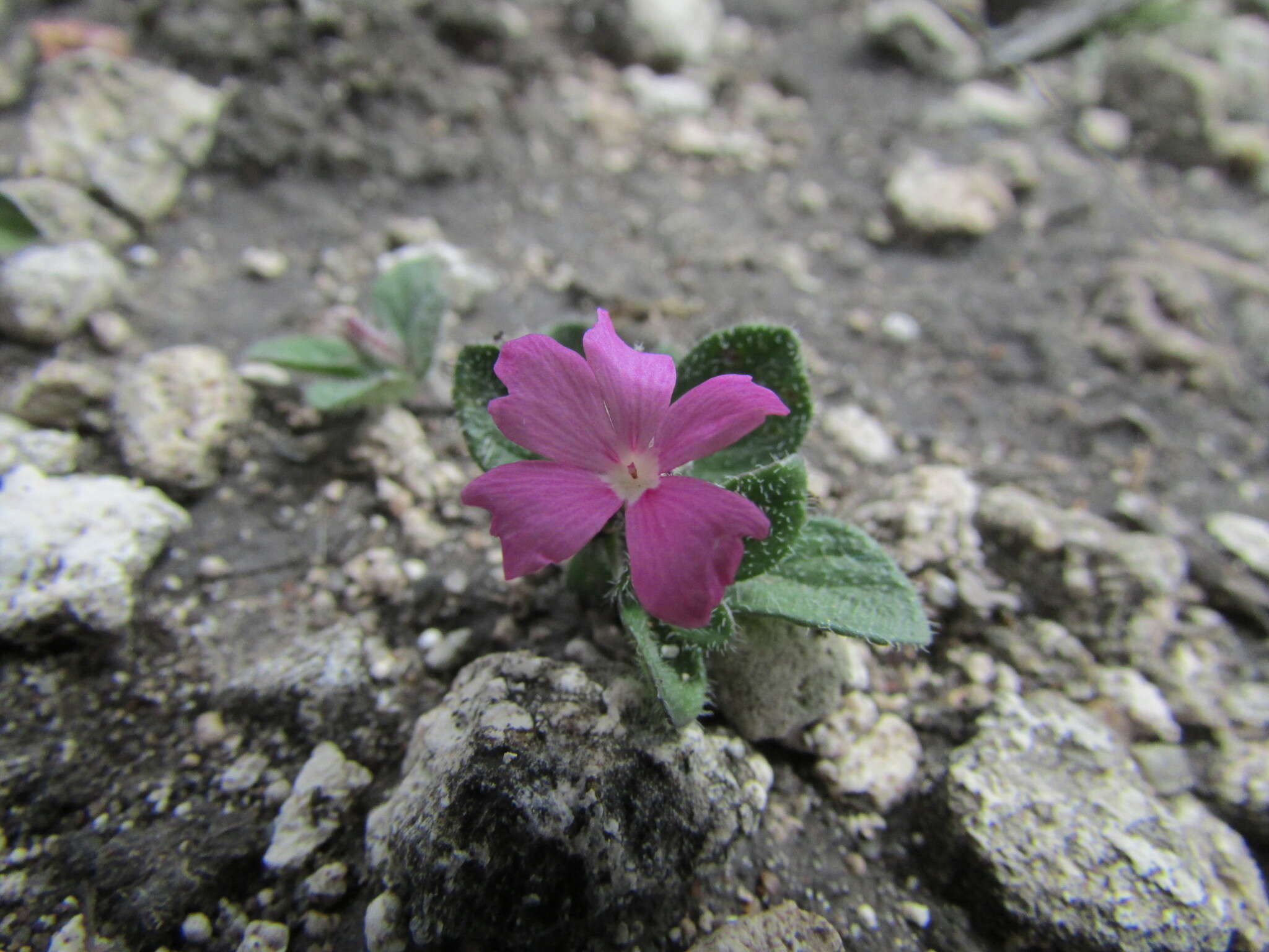 Stenandrium verticillatum T. S. Brandeg. resmi