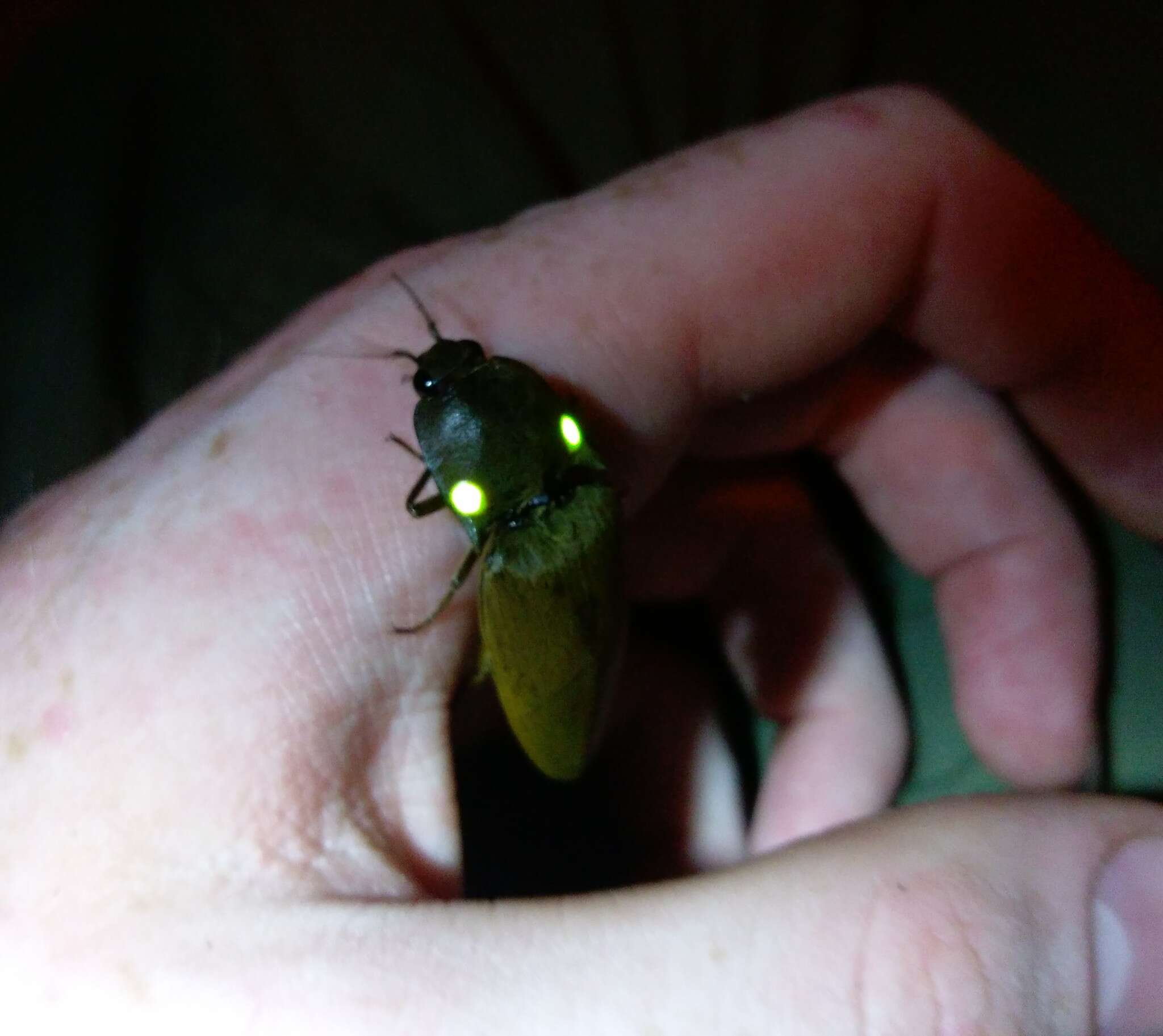 Image of candle-fly