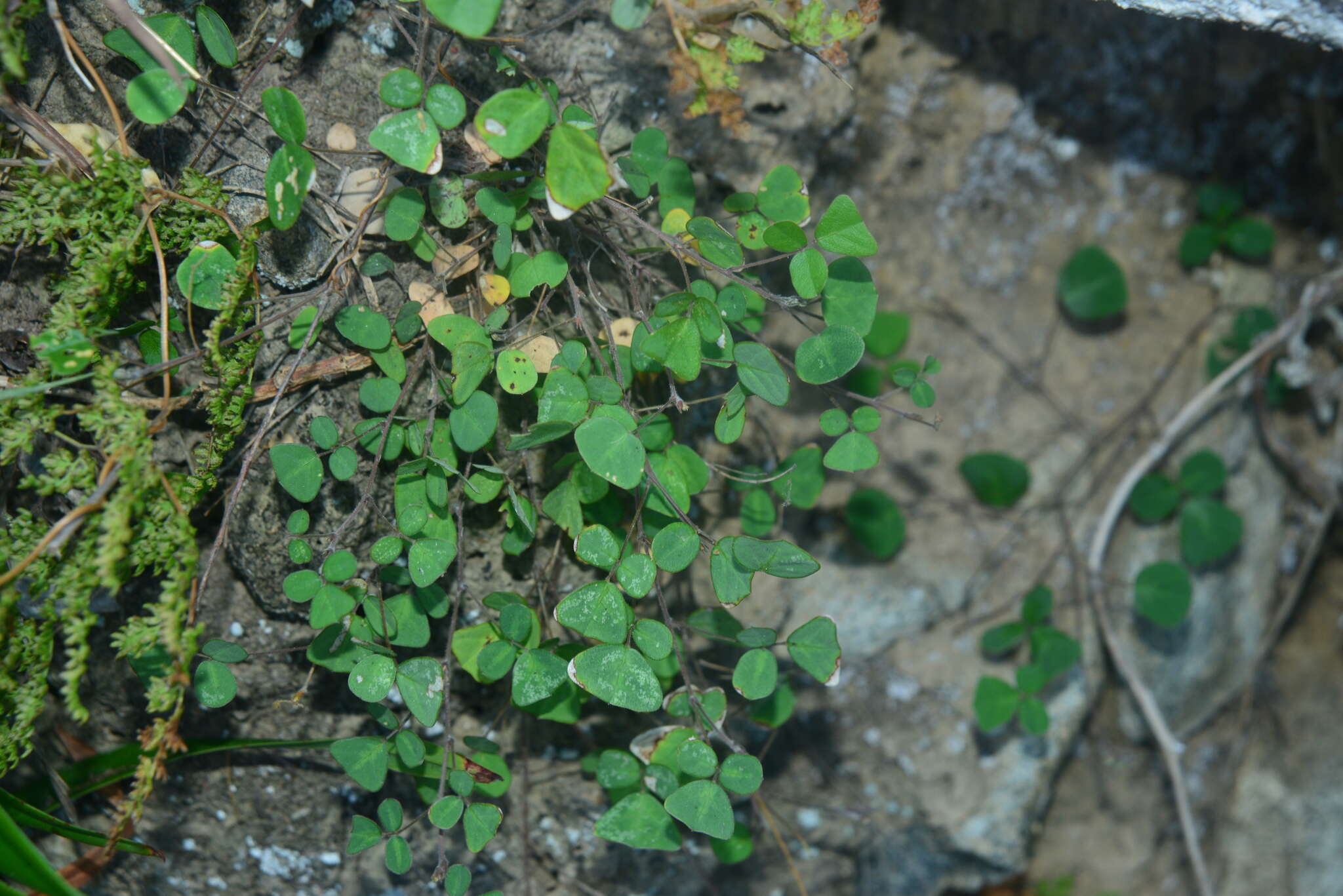 Image of Christia obcordata (Poir.) Bakh. fil.