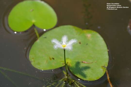 Image de Faux Nénuphar des Indes