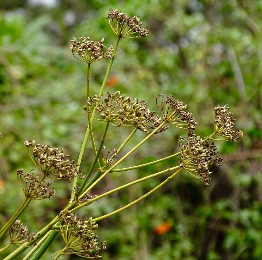 Imagem de Arracacia tolucensis (Spreng.) Hemsl.