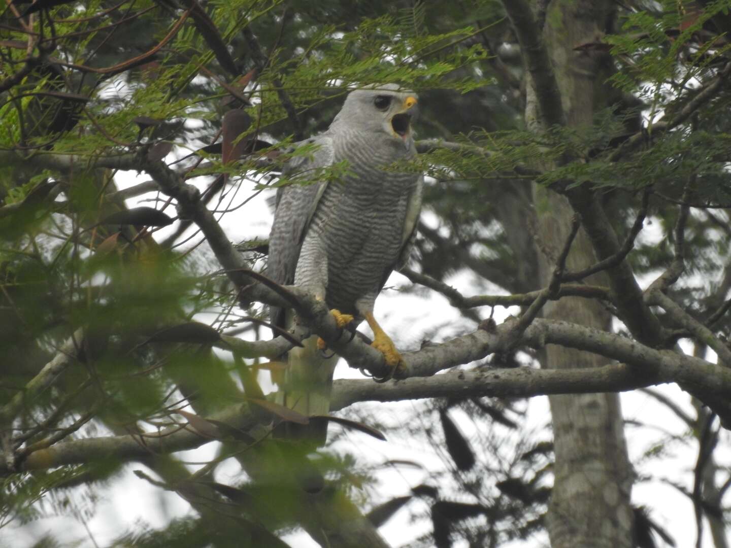 Image of Grey-lined Hawk