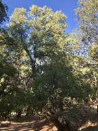 Image of Arizona White Oak