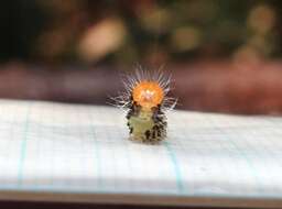 Imagem de Lithacodia crotopha Swinhoe 1905