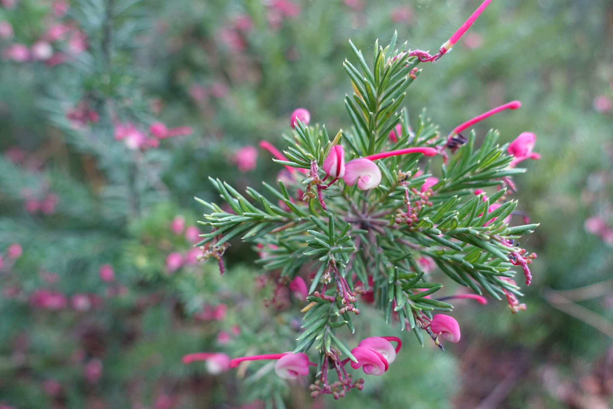 Image of Grevillea rosmarinifolia A. Cunn.