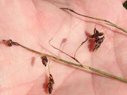 Image of Loose-flowered alpine sedge