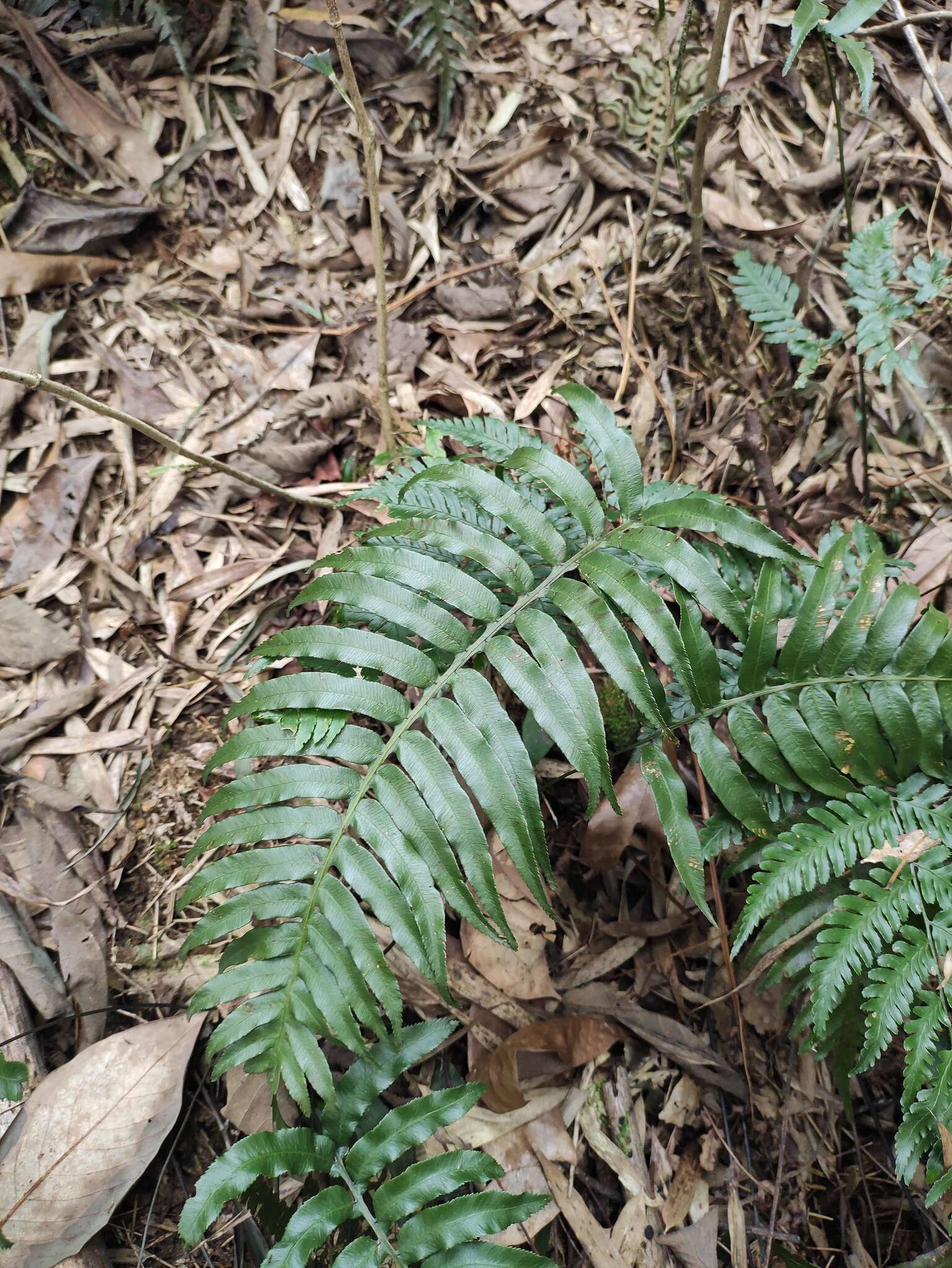 Plancia ëd Plagiogyria japonica Nakai