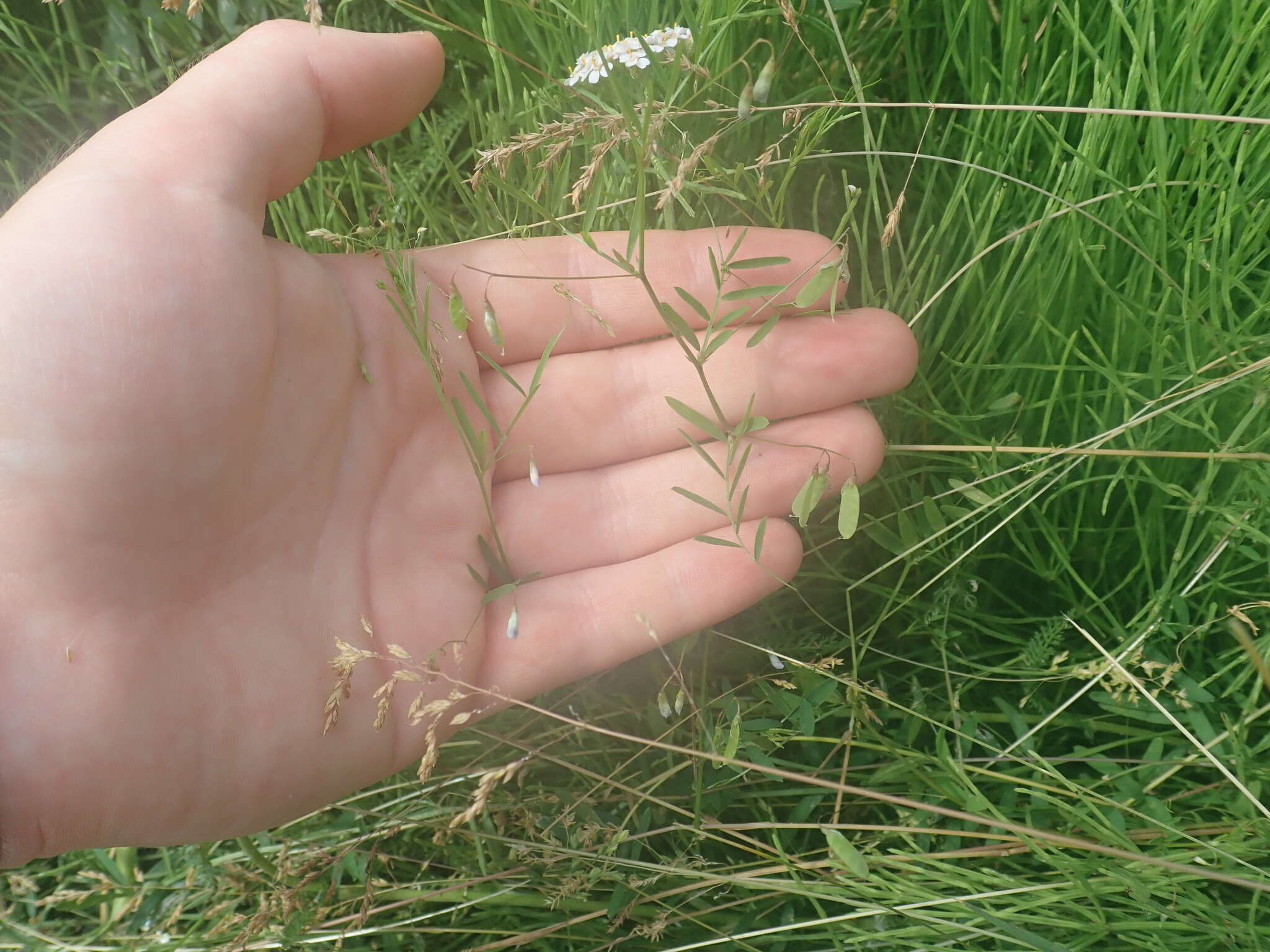 Vicia tetrasperma var. tetrasperma的圖片