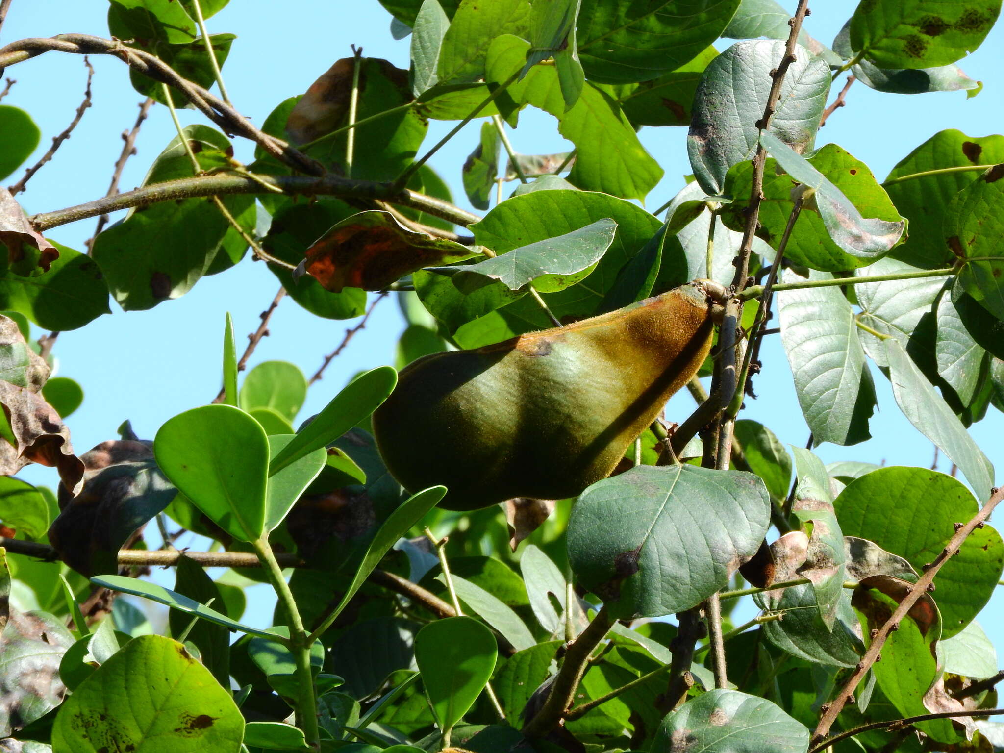 Image of Macropsychanthus violaceus