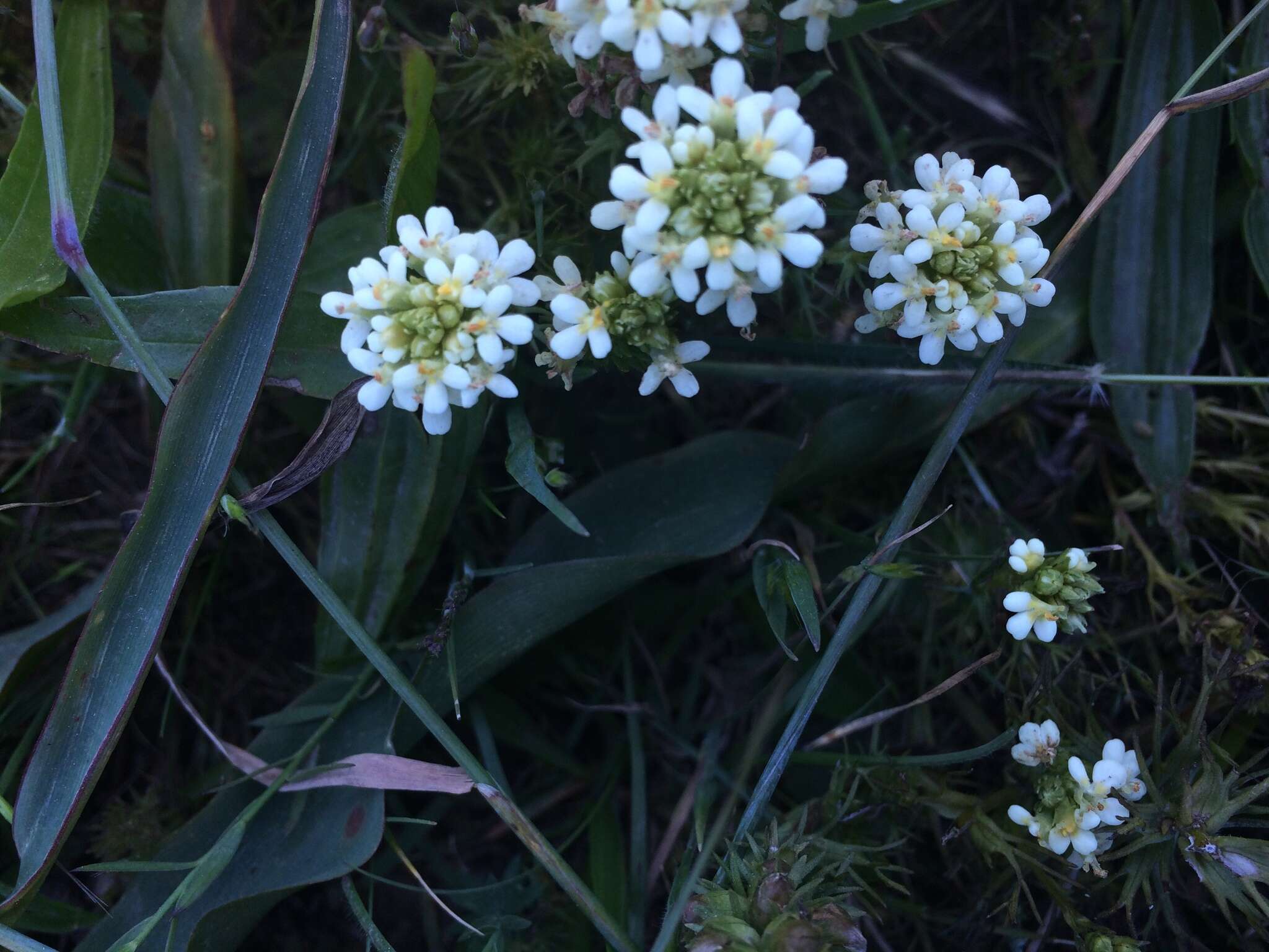 Image of San Francisco owl's-clover